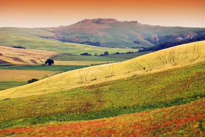 Scenic view of agricultural field against sky