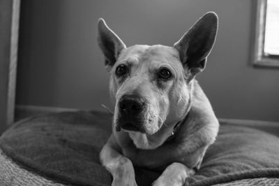 Portrait of dog relaxing at home