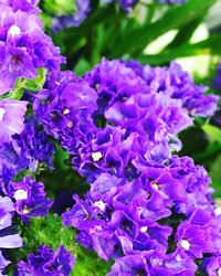 Close-up of purple flowers