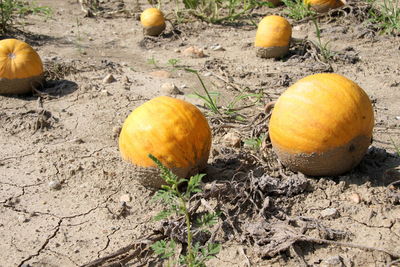 High angle view of pumpkins on field