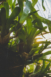 High angle view of potted plant