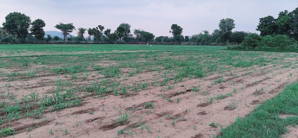 Scenic view of field against sky