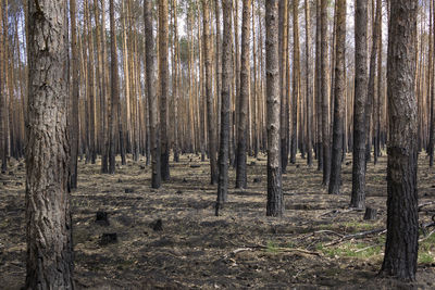 Pine trees in forest