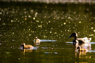 Ducks swimming in lake