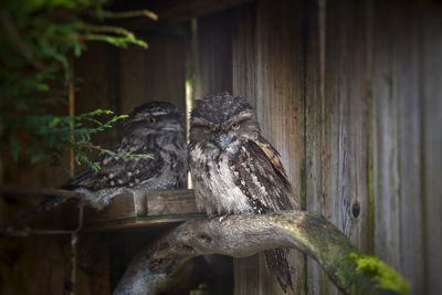Portrait of birds perching on wood