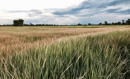 Scenic view of wheat field against sky