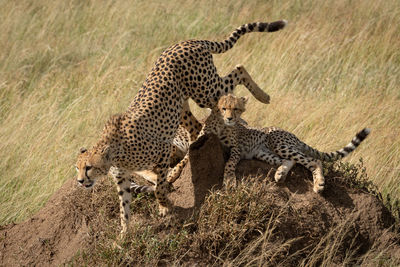 Cheetah family sitting on land