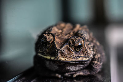 Close-up of a lizard