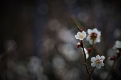 Close-up of white cherry blossom