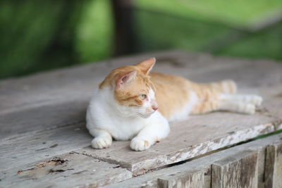 Cat lying on wood