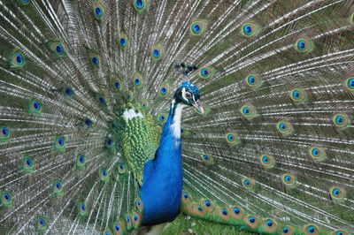 peacock