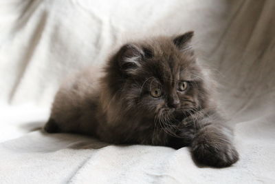 Close-up of british longhair kitten lying on bed at home