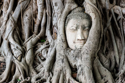 Tree devours buddha head