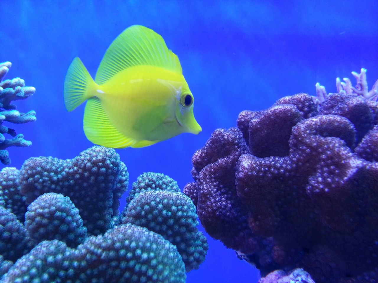 Aquariumofthepacific