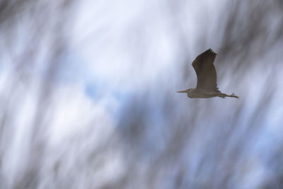 Low angle view of grey heron flying