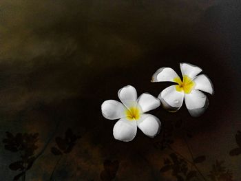 Close-up of flowers