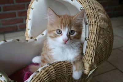 Cat sitting on chair in basket