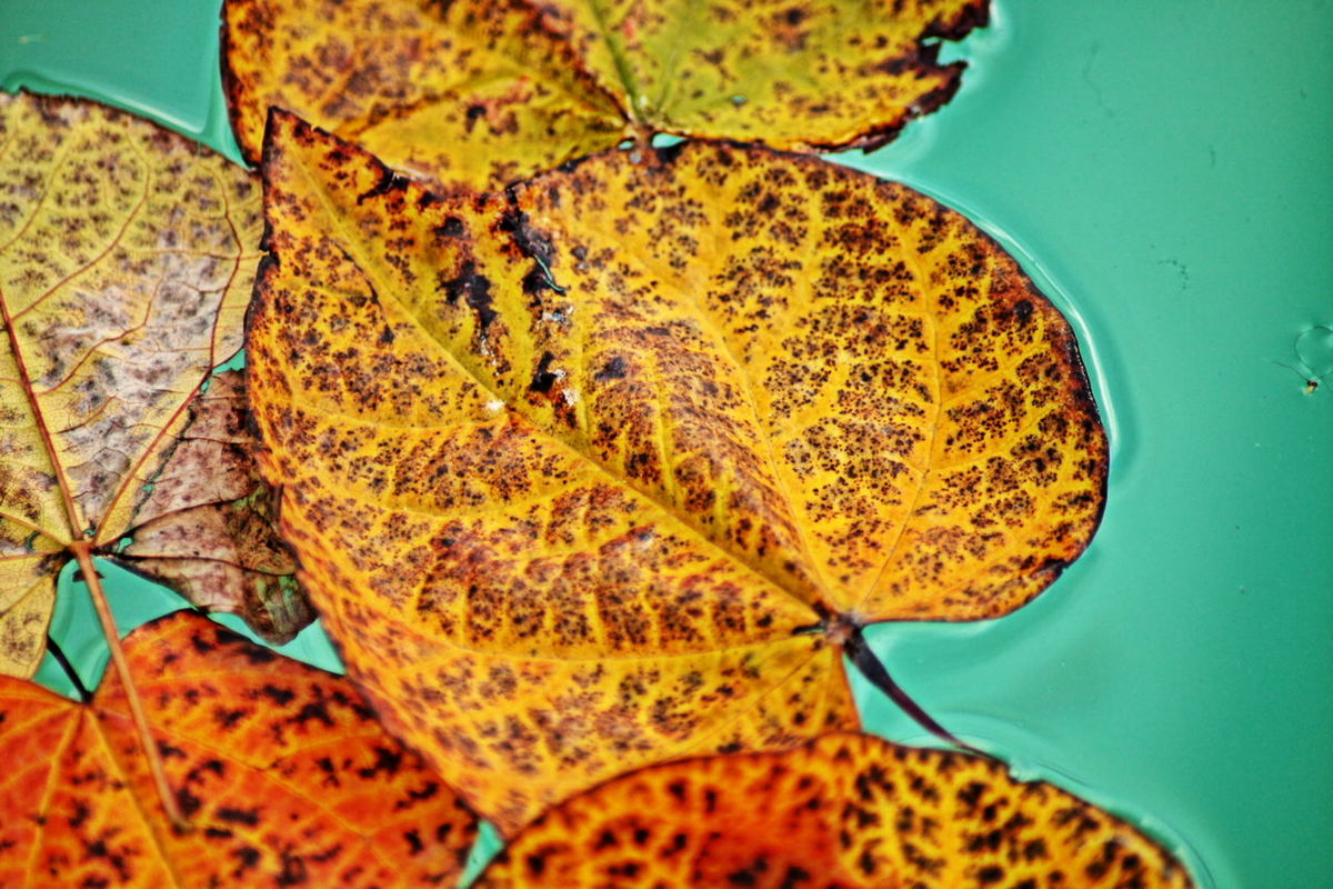 yellow, blue, close-up, autumn, nature, leaf, beauty in nature, natural pattern, change, leaf vein, day, tranquility, outdoors, season, no people, pattern, orange color, branch, dry, high angle view