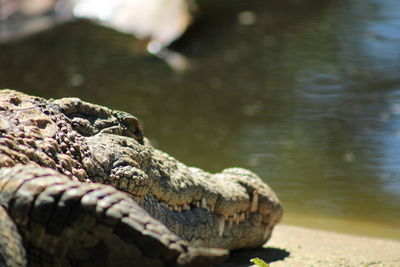 Close-up of lizard on a lake