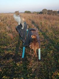 Dog standing on field by land against sky