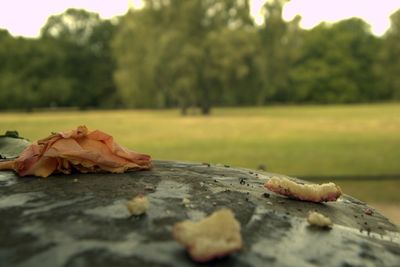 Close-up of leaves fallen on tree