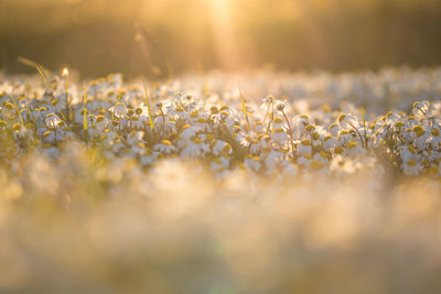 Close-up of flowering plants on field