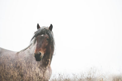 Close-up of horse on field against clear sky