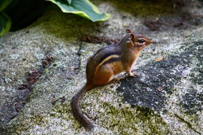 High angle view of squirrel on rock