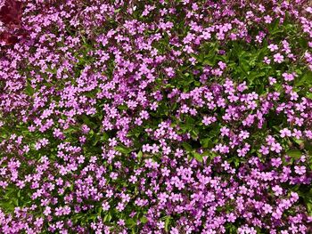  worthy perennial with hundreds of flowers during summer