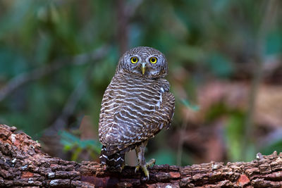 Beuatiful bird spotted owlet hunter of bird on branch in park.