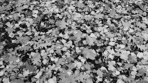 Full frame shot of autumn leaves
