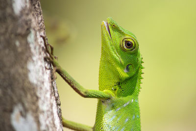 Close-up of lizard on tree