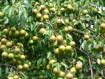 Full frame shot of fruits on tree