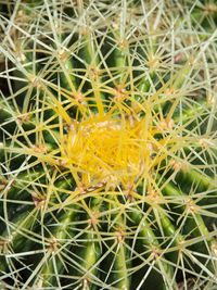 Close-up of yellow cactus plant