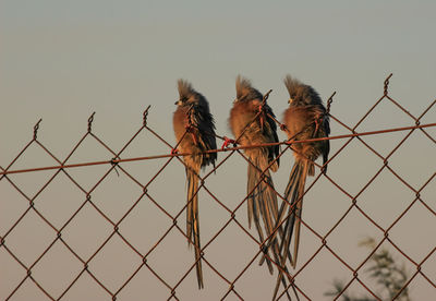 Speckled mousebirds sitting on a fence