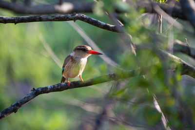 Close-up of bird perching on branch