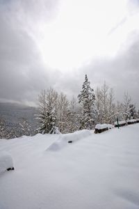 Snow covered trees on field against sky