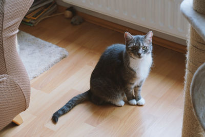 High angle view of cat relaxing on hardwood floor