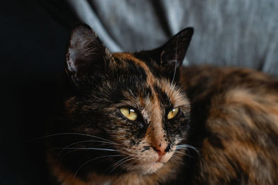 Close-up portrait of a cat