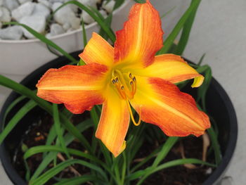 Close-up of orange day lily blooming outdoors