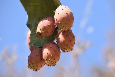 Close-up of prickly pear cactus