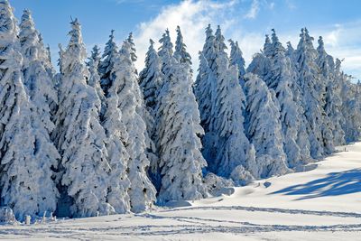 Bird's eye view of snow-capped mountains and trees against the sky 