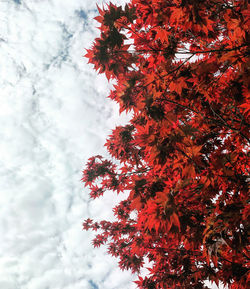 Low angle view of autumnal tree against sky