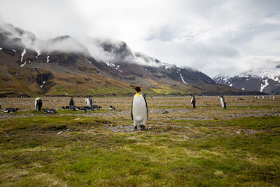Penguins on landscape