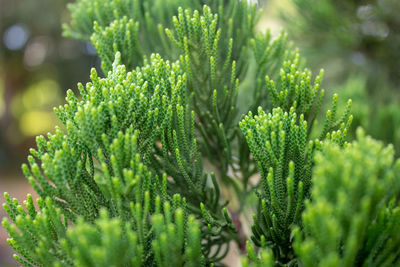 Close-up of fresh green plant