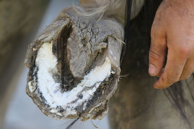 Close-up of hand holding fish