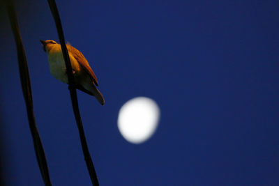 Low angle view of bird perching against clear sky