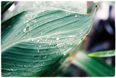 Close-up of raindrops on leaf