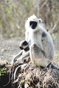 Gray langur monkey or hanuman langurs