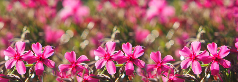 Close-up of pink flowering plants